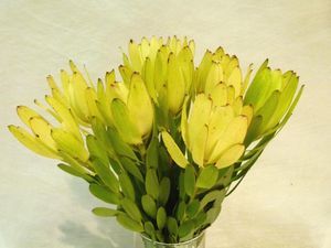 LEUCADENDRON SAF GOLDSTRIK 70